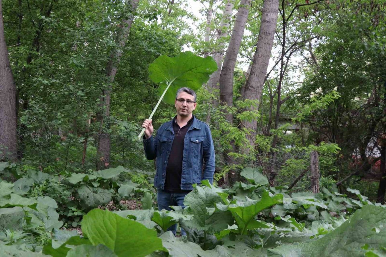 Şemsiye değil kabalak otu