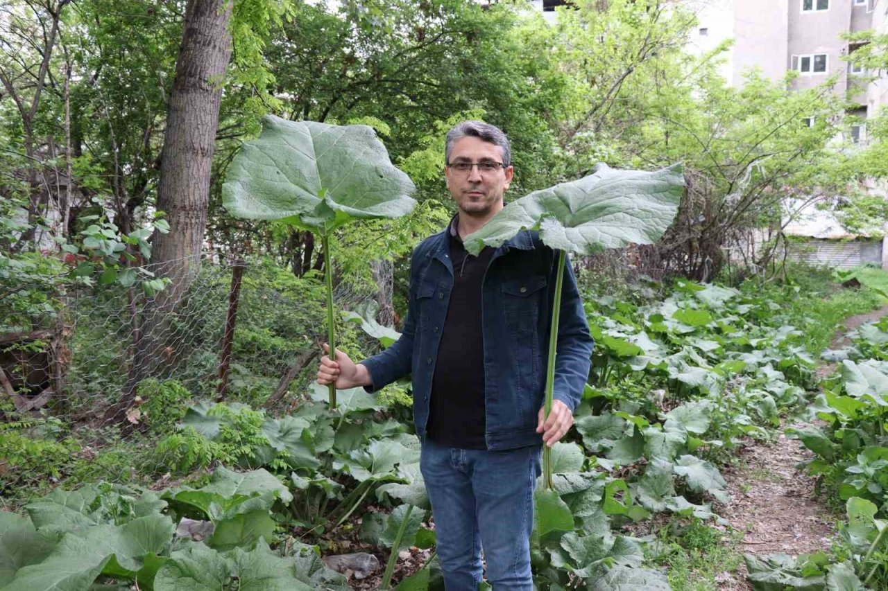 Şemsiye değil kabalak otu