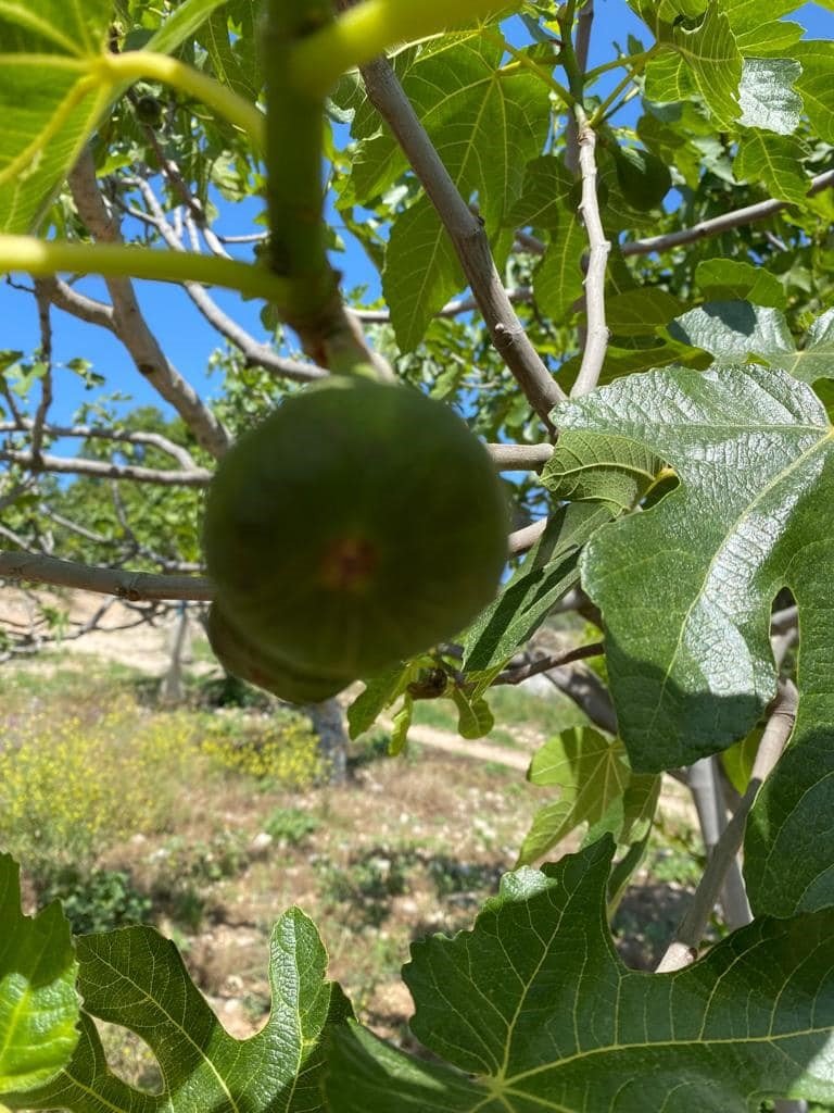 Didim’de zararlı sinek tuzakları kontrol edildi