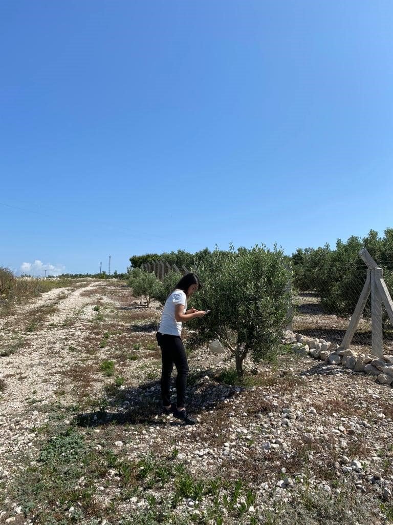 Didim’de zararlı sinek tuzakları kontrol edildi