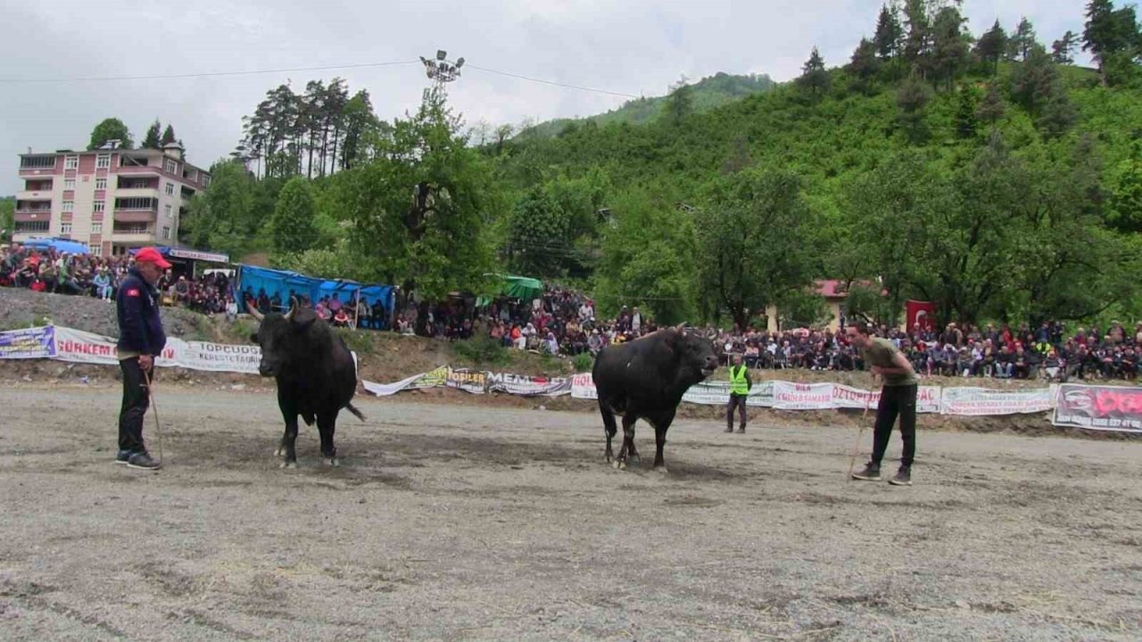 Artvin’de geleneksel düzenlenen boğa güreşleri nefes kesti