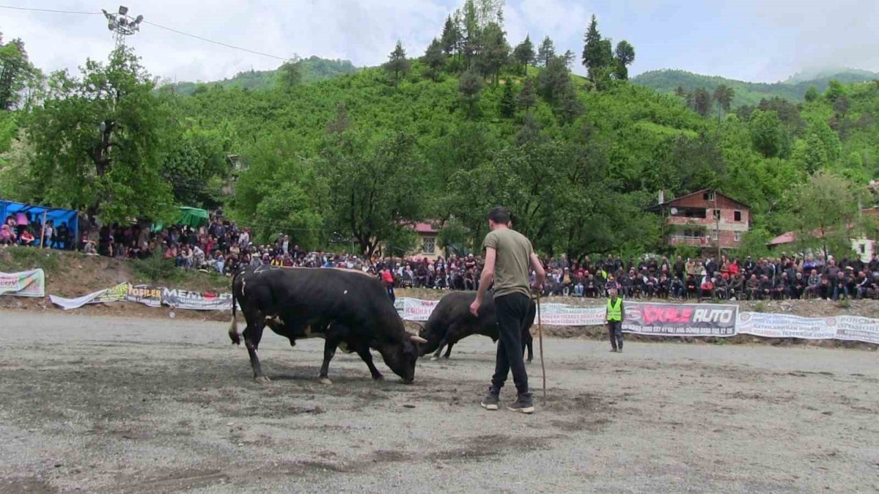 Artvin’de geleneksel düzenlenen boğa güreşleri nefes kesti