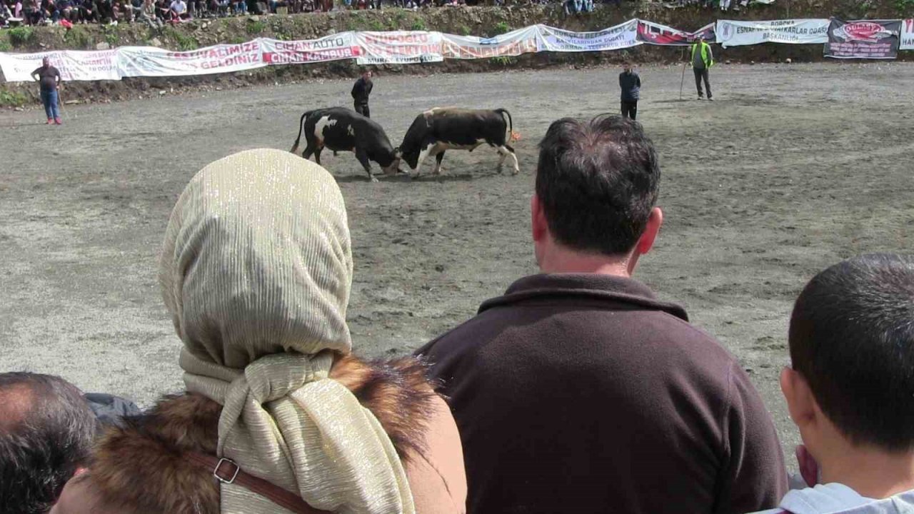 Artvin’de geleneksel düzenlenen boğa güreşleri nefes kesti