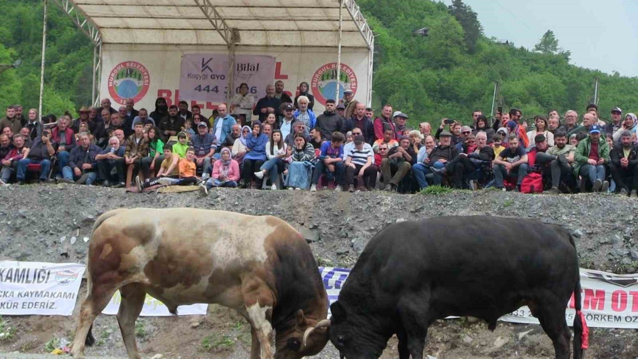 Artvin’de geleneksel düzenlenen boğa güreşleri nefes kesti