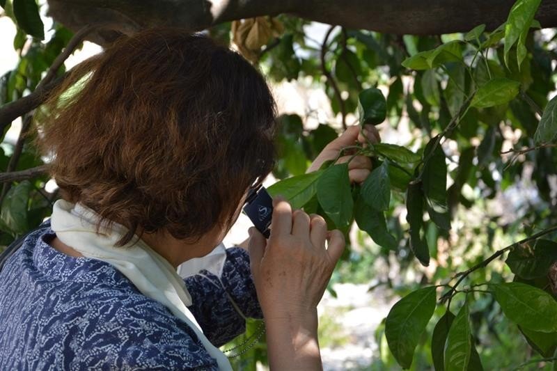 Aydın’da turunçgil unlu bit zararlısı ile mücadele başladı