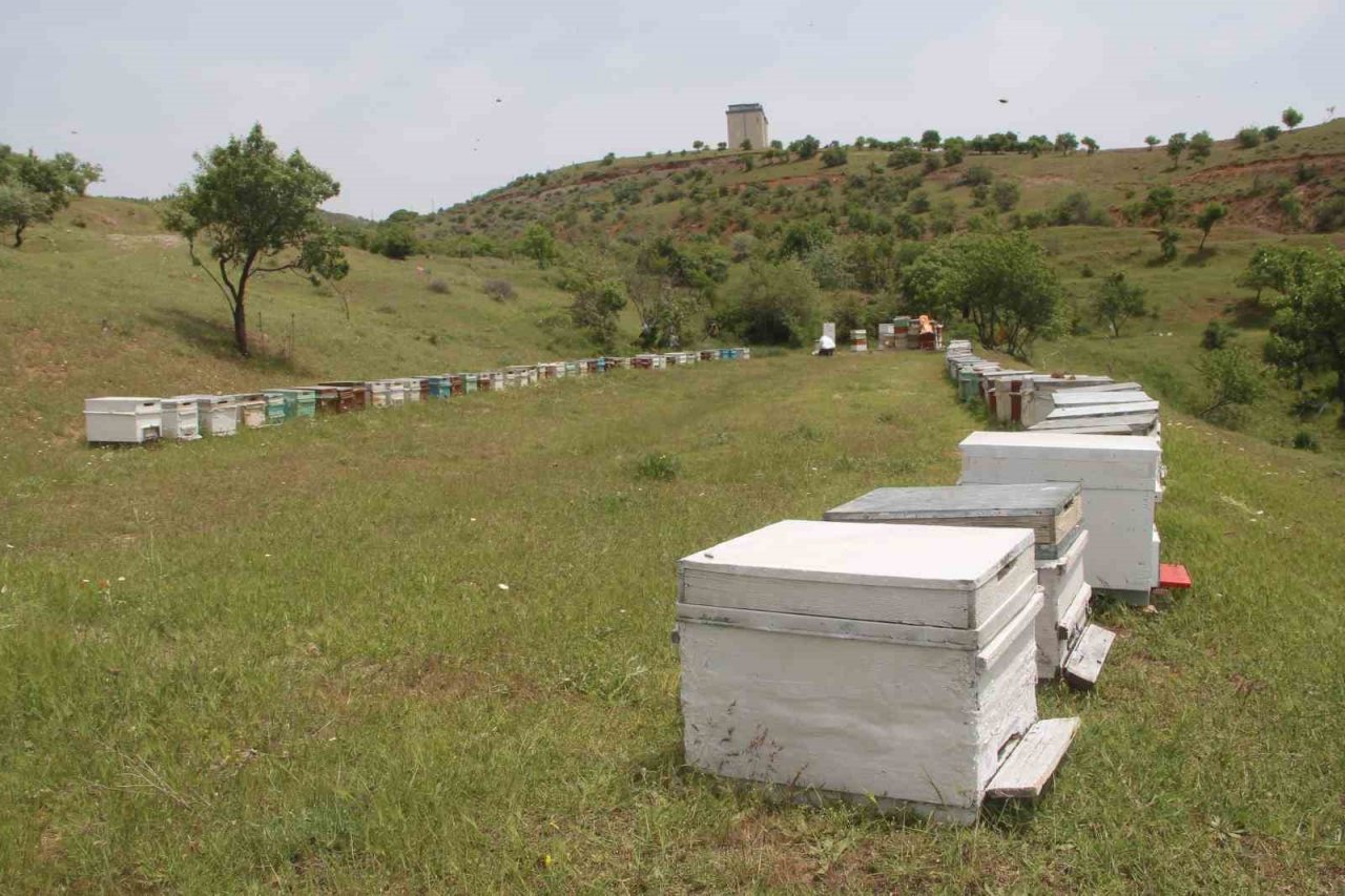 Arıcılar baharda da umduğunu bulamadı, yağışlar bal verimini düşürdü