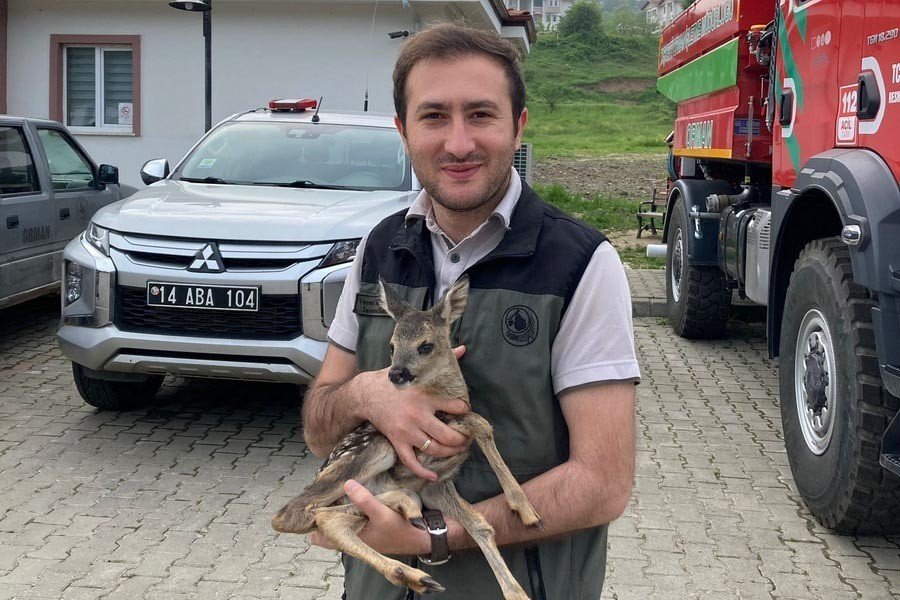 Otların arasında bulunan yavru karaca koruma altına alındı