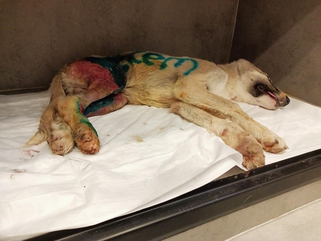 Aracıyla yavru köpeğe çarpıp kaçan şoför güvenlik kamerasına yakalandı