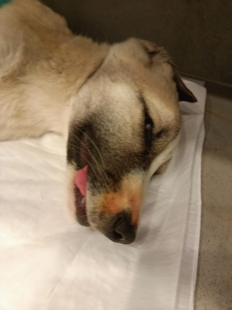 Aracıyla yavru köpeğe çarpıp kaçan şoför güvenlik kamerasına yakalandı