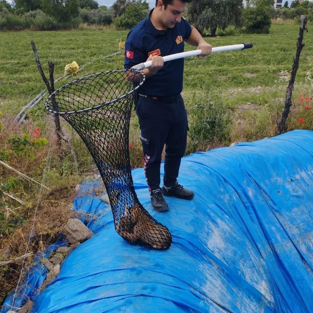 Havuza düşen yavru köpekleri, Aydın itfaiyesi kurtardı