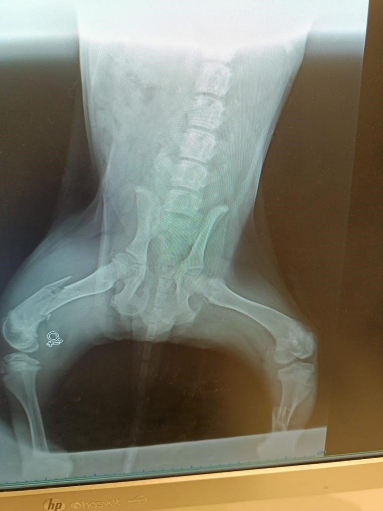 Aracıyla yavru köpeğe çarpıp kaçan şoför güvenlik kamerasına yakalandı