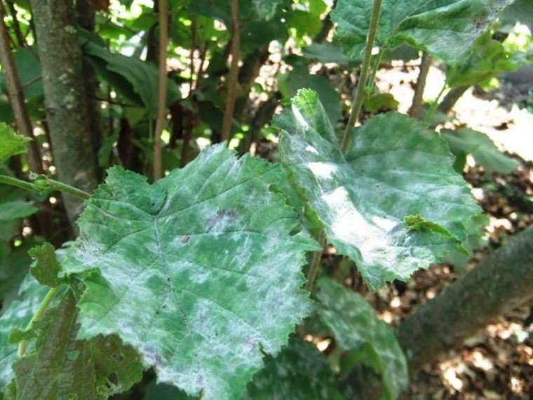 Fındık kurdu ve küllenme hastalığı ile mücadele zamanı