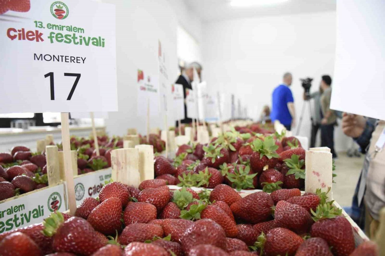 Yüz binler Emiralem Çilek Festivalinde buluştu