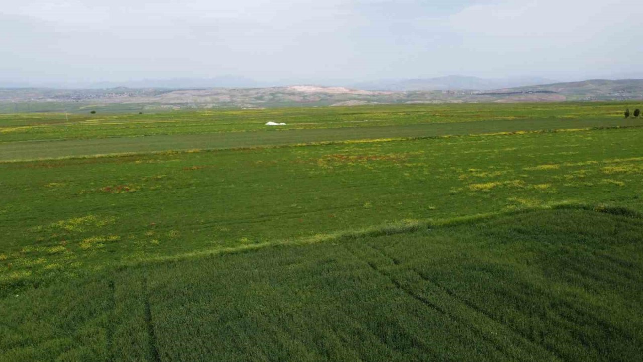 Siirtli çiftçiler hububatta rekor düzeyde ürün bekliyor