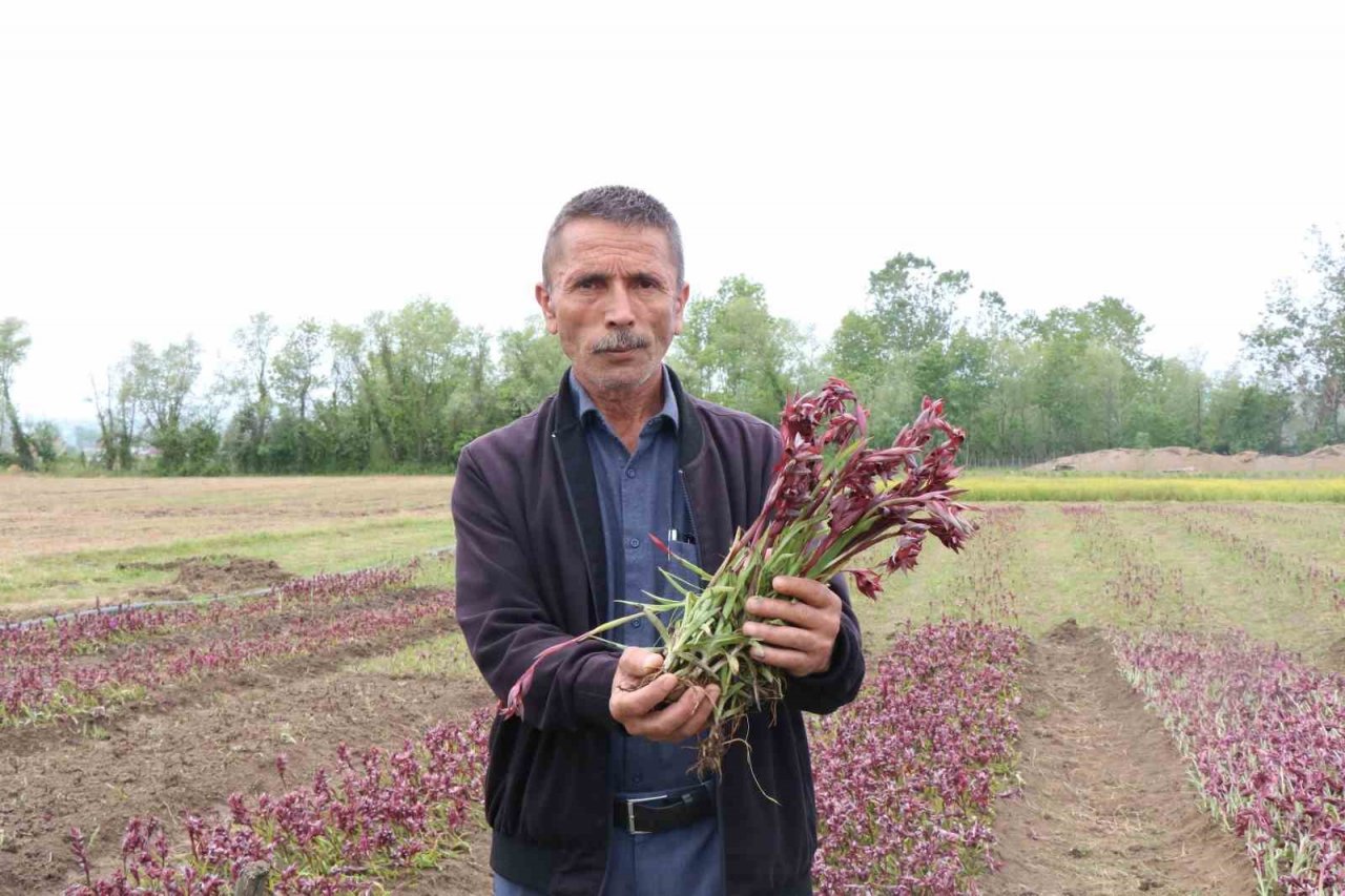 Topraktan çıkan altın: Kilosu 2 bin TL