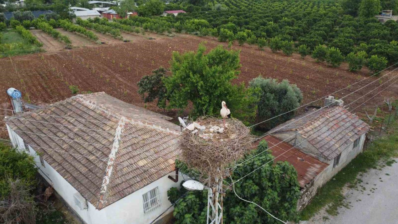 Leylek ailesi yavrularını büyütmeye başladı, mahalle sakinlerinin ilgi odağı oldu