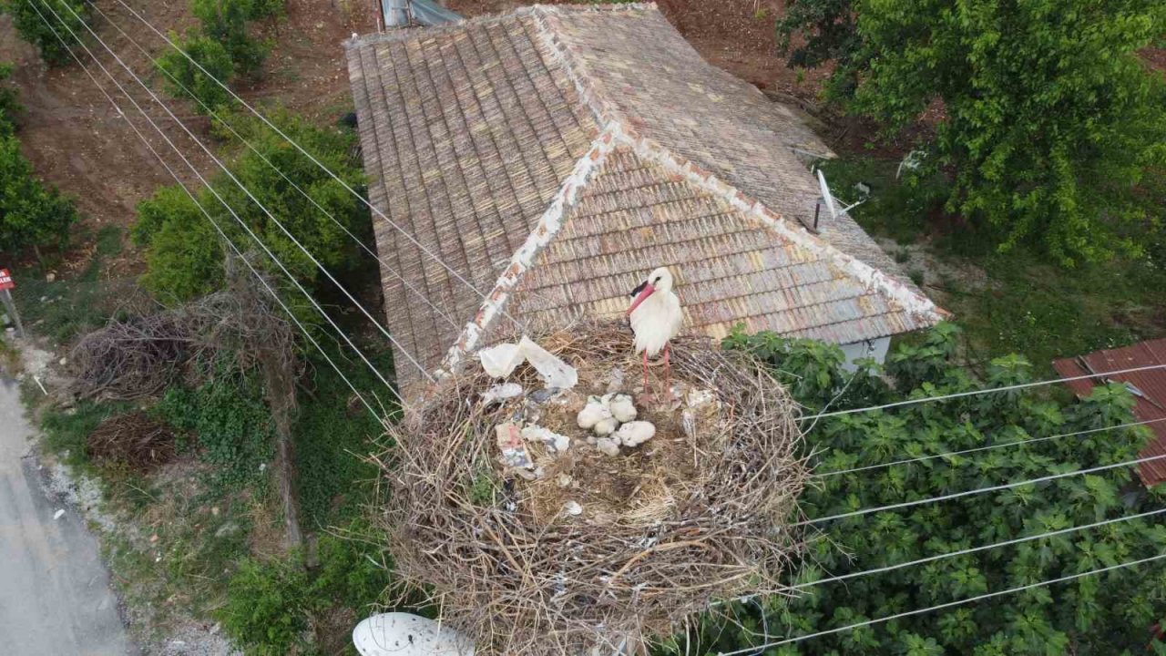 Leylek ailesi yavrularını büyütmeye başladı, mahalle sakinlerinin ilgi odağı oldu
