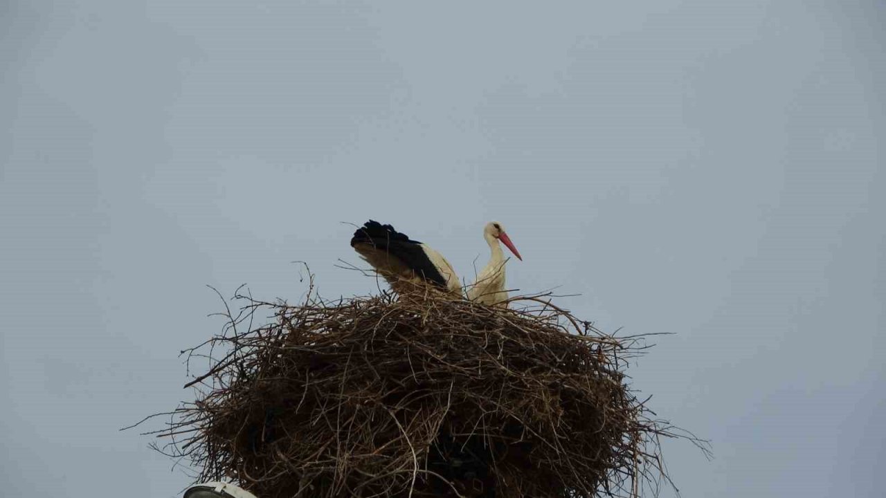 Leylek ailesi yavrularını büyütmeye başladı, mahalle sakinlerinin ilgi odağı oldu