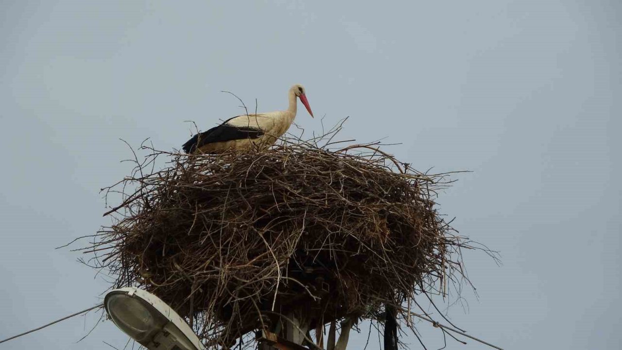 Leylek ailesi yavrularını büyütmeye başladı, mahalle sakinlerinin ilgi odağı oldu