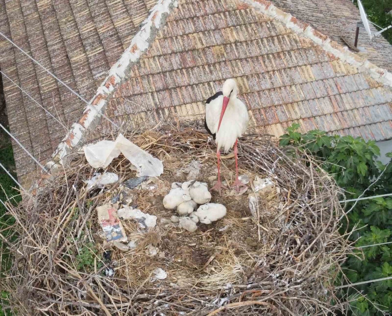 Leylek ailesi yavrularını büyütmeye başladı, mahalle sakinlerinin ilgi odağı oldu