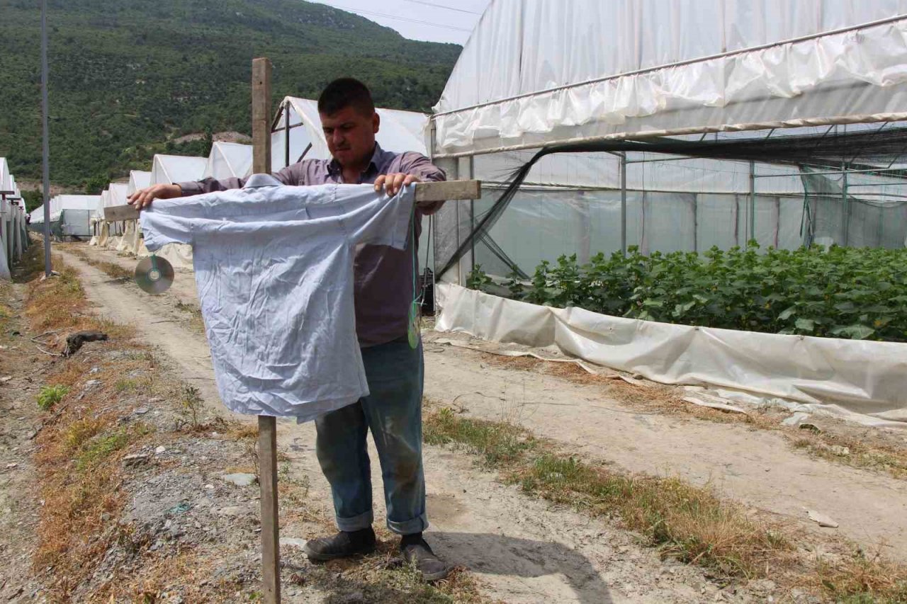 Yırtıcı hayvanlar seralarda hasara yol açtı, köylüler yardım istedi