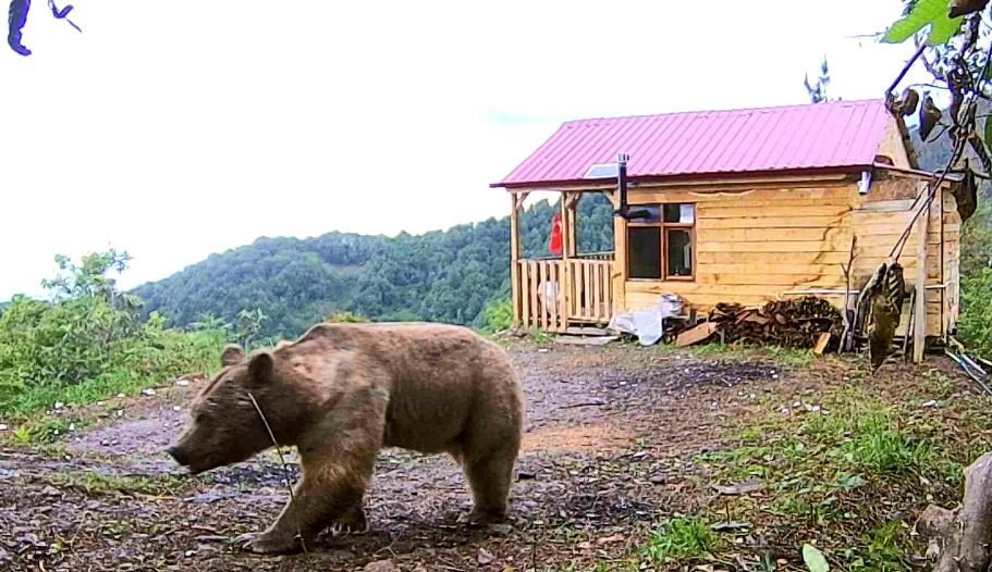 Hırsızlardan şüphelendi, fotokapan görüntülerini izleyince şok oldu