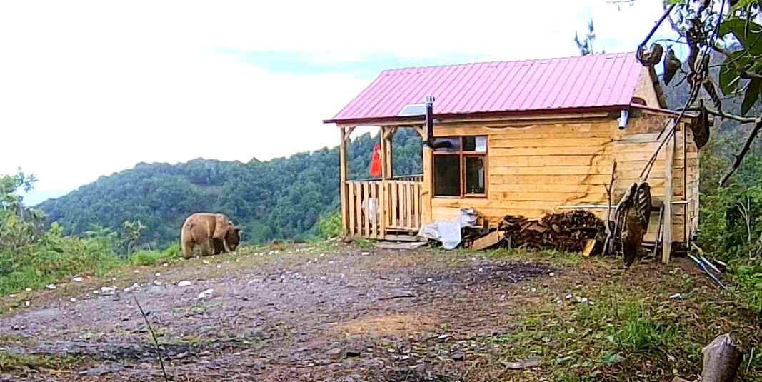 Hırsızlardan şüphelendi, fotokapan görüntülerini izleyince şok oldu