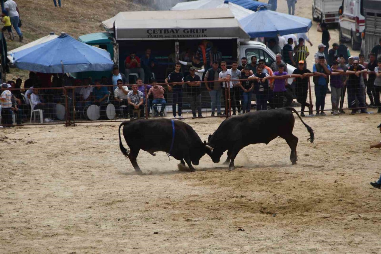 Aydın Boğa Güreşleri’ni Destekleme ve Yaşatma Derneği Başkanı Arda istifasını açıkladı
