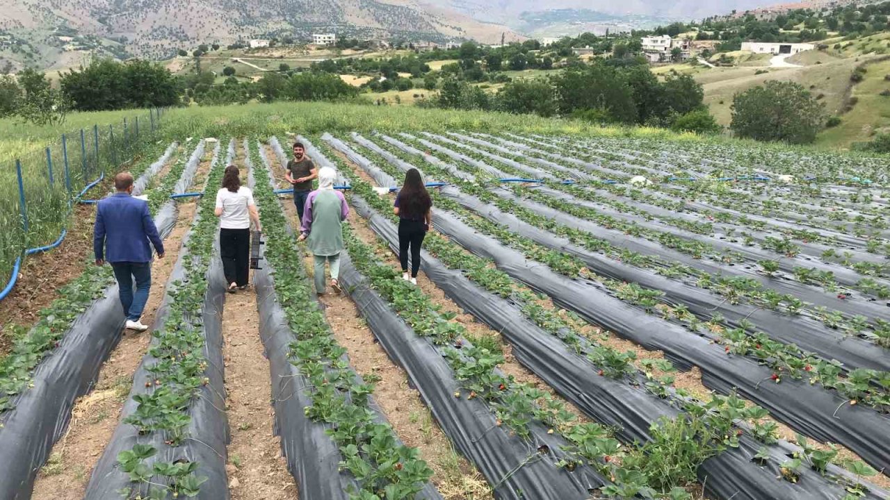Bin 300 rakımda yetiştirilen çilek çiftçinin yüzünü güldürüyor