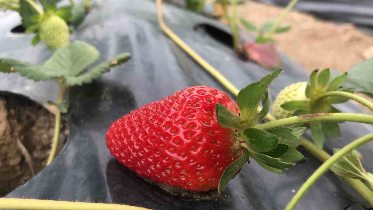 Bin 300 rakımda yetiştirilen çilek çiftçinin yüzünü güldürüyor