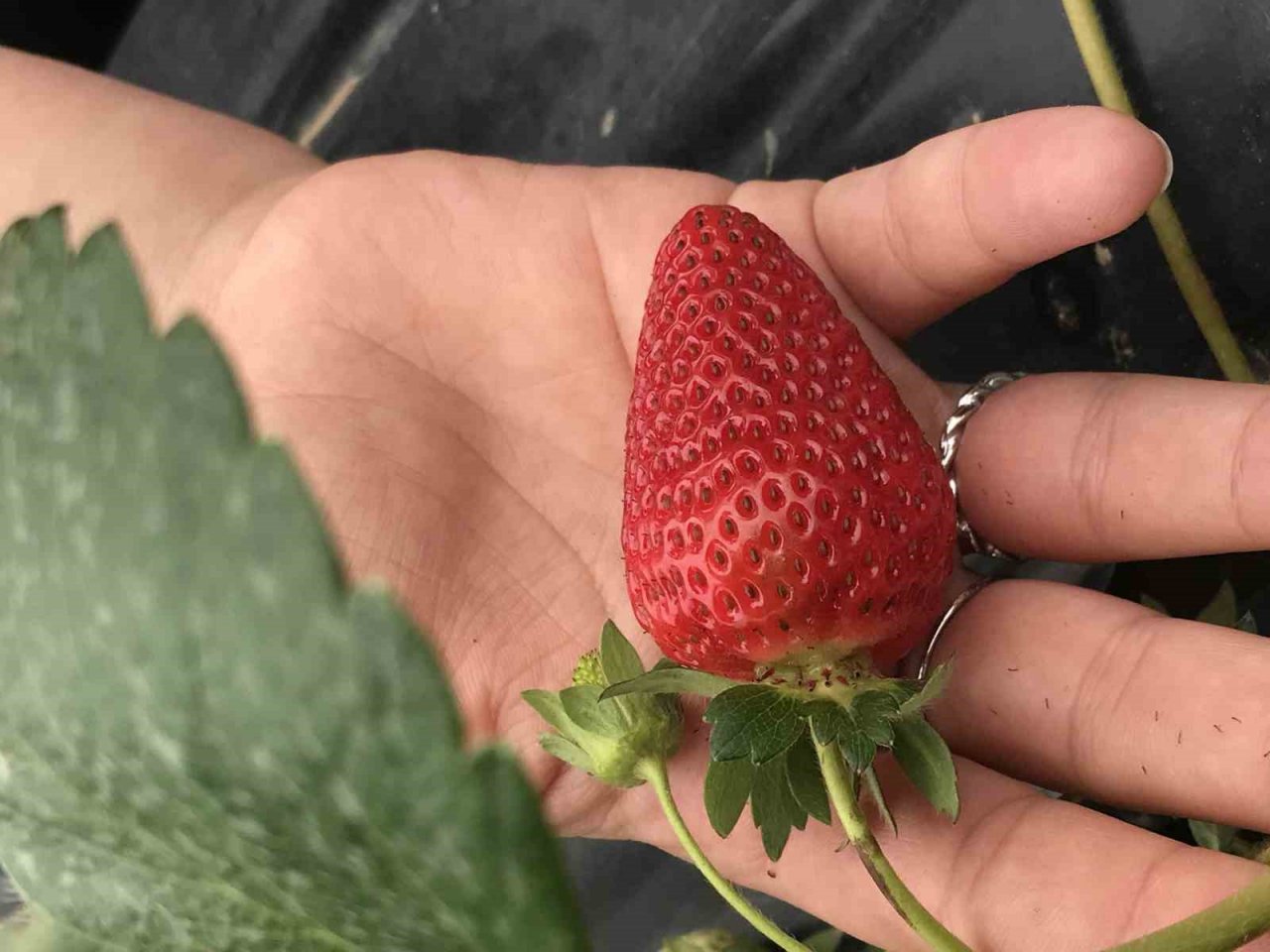 Bin 300 rakımda yetiştirilen çilek çiftçinin yüzünü güldürüyor