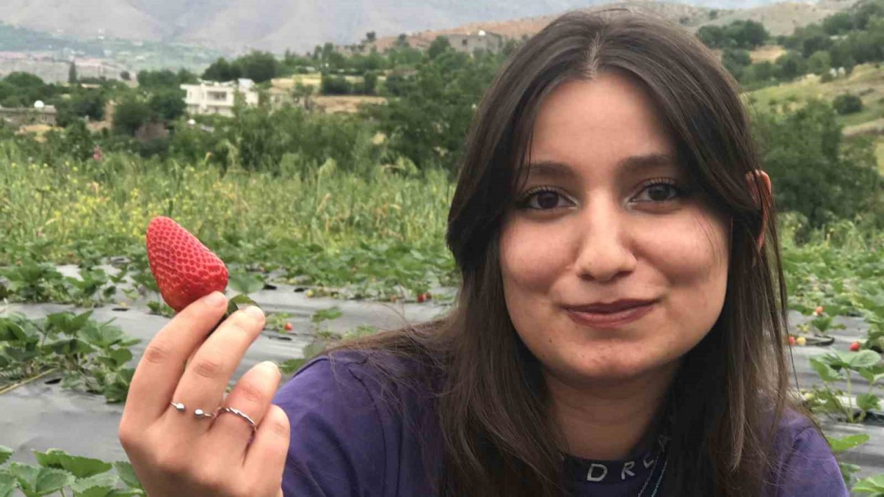 Bin 300 rakımda yetiştirilen çilek çiftçinin yüzünü güldürüyor