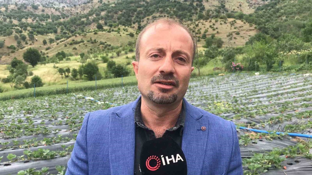 Bin 300 rakımda yetiştirilen çilek çiftçinin yüzünü güldürüyor