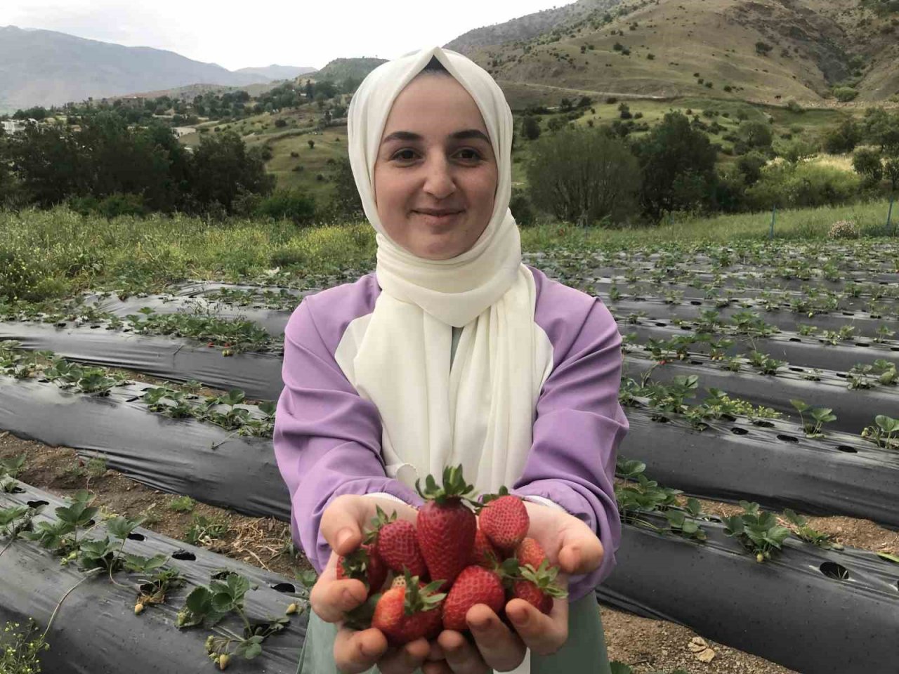 Bin 300 rakımda yetiştirilen çilek çiftçinin yüzünü güldürüyor