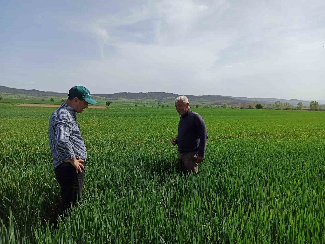 Buğdayların düşmanı süneye karşı mücadele başlatıldı