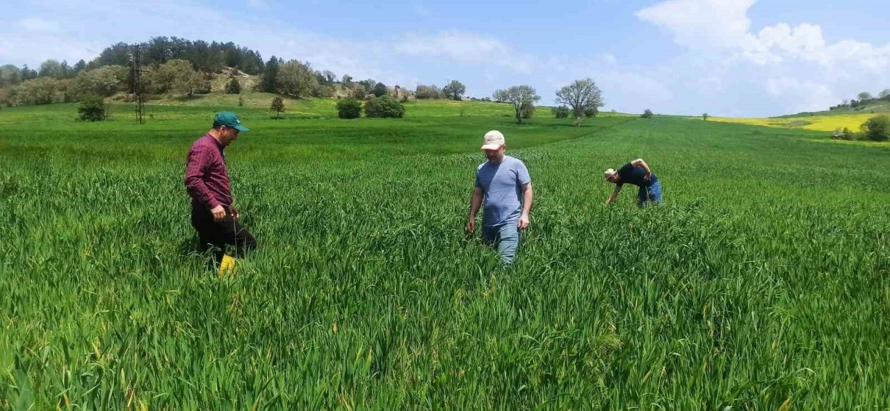 Buğdayların düşmanı süneye karşı mücadele başlatıldı