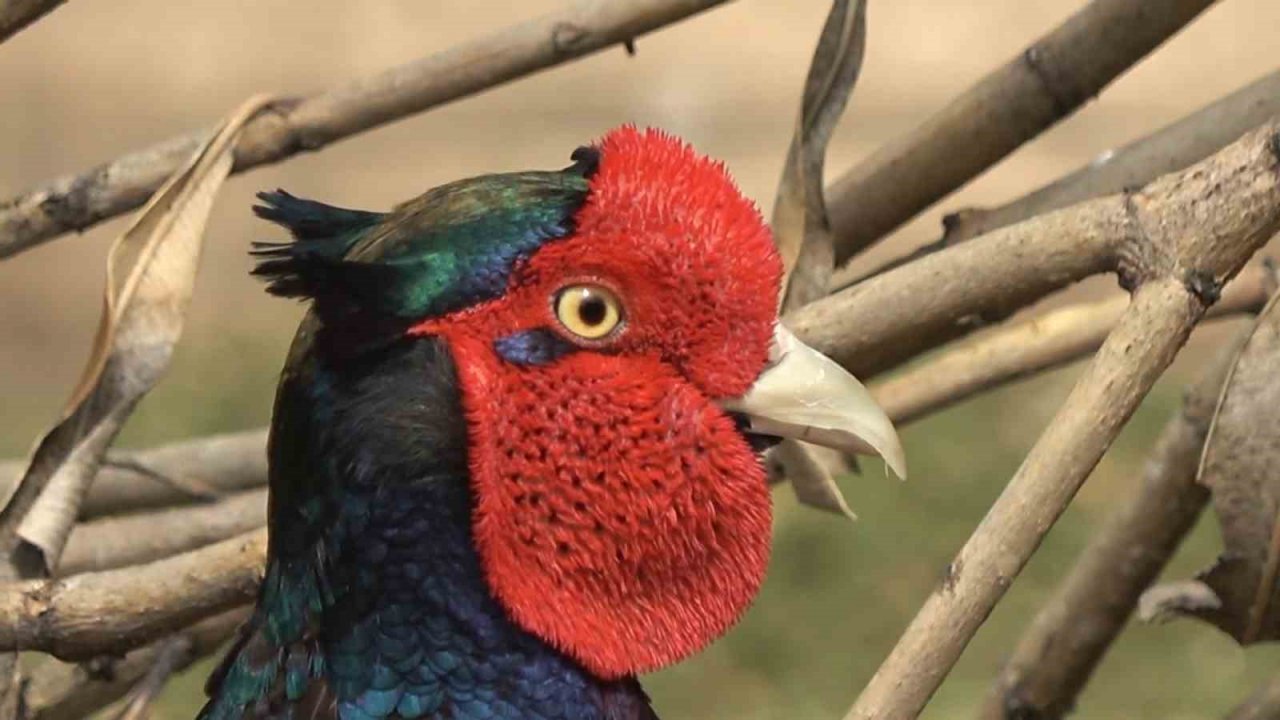 Doğa Eğitim Merkezi’nde çocuklar hem hayvanları hem doğayı tanıyor