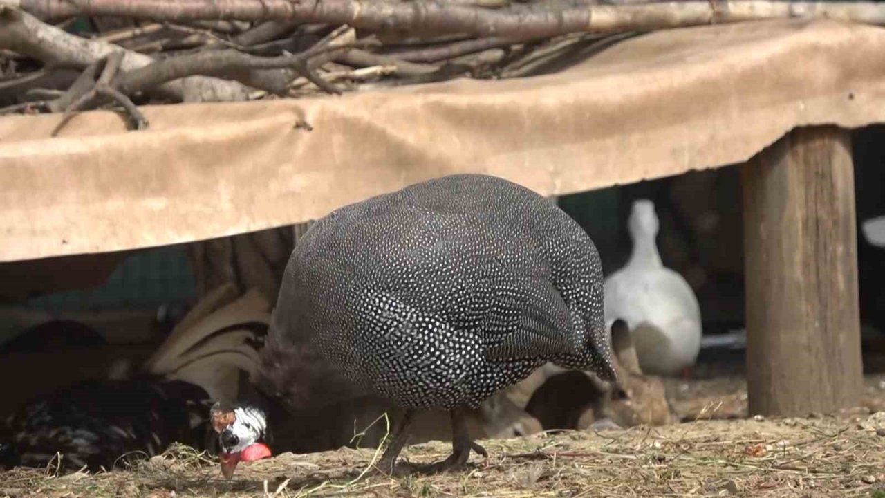 Doğa Eğitim Merkezi’nde çocuklar hem hayvanları hem doğayı tanıyor