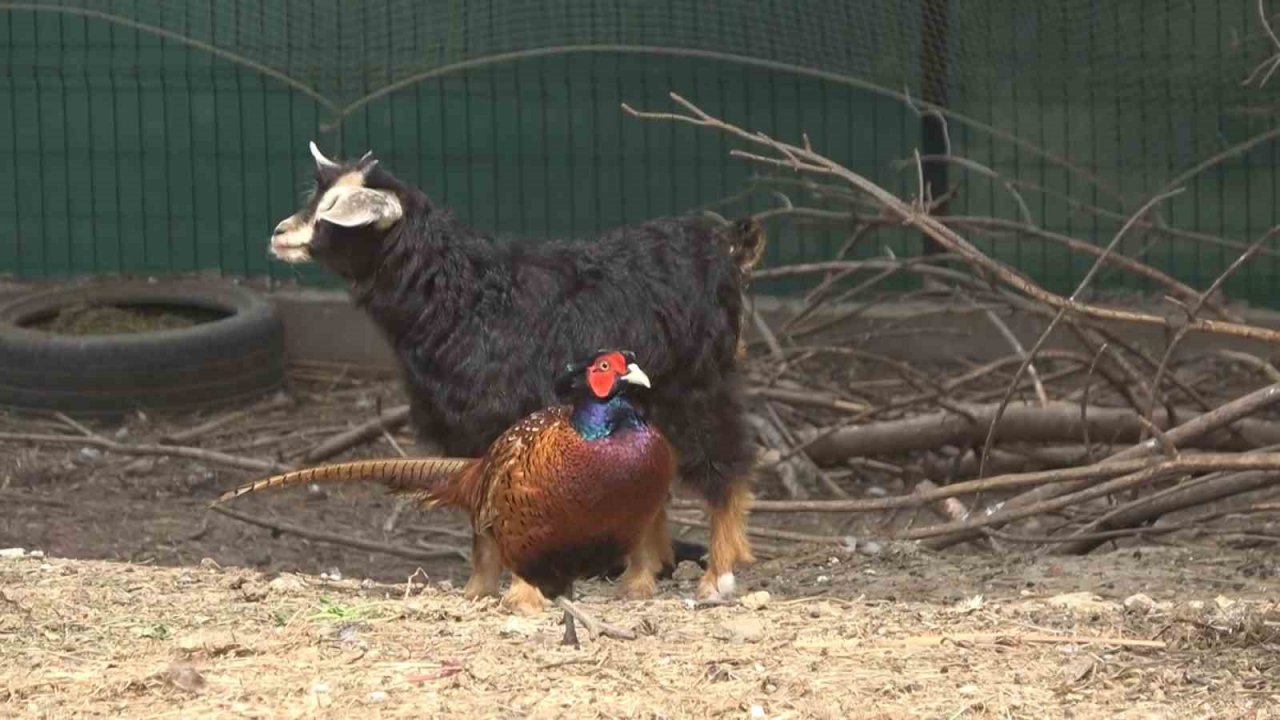 Doğa Eğitim Merkezi’nde çocuklar hem hayvanları hem doğayı tanıyor