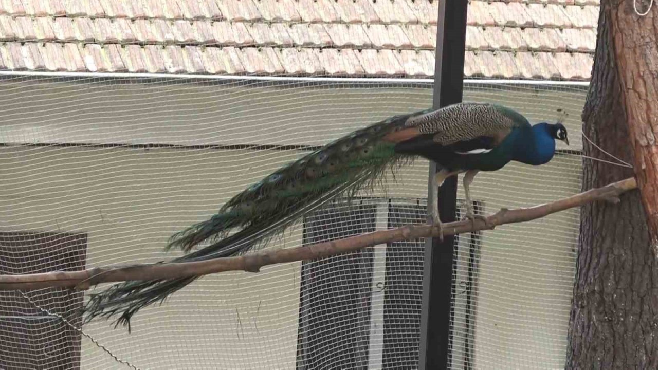 Doğa Eğitim Merkezi’nde çocuklar hem hayvanları hem doğayı tanıyor