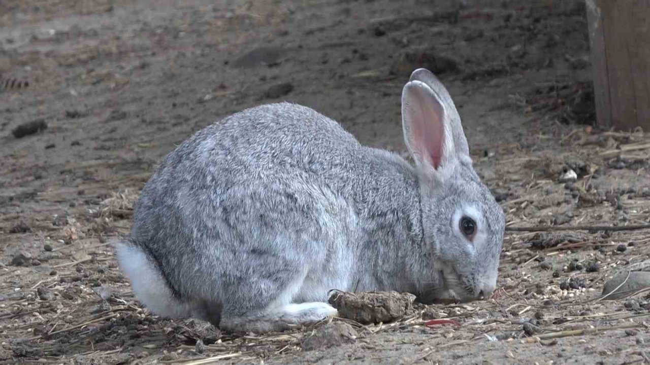 Doğa Eğitim Merkezi’nde çocuklar hem hayvanları hem doğayı tanıyor