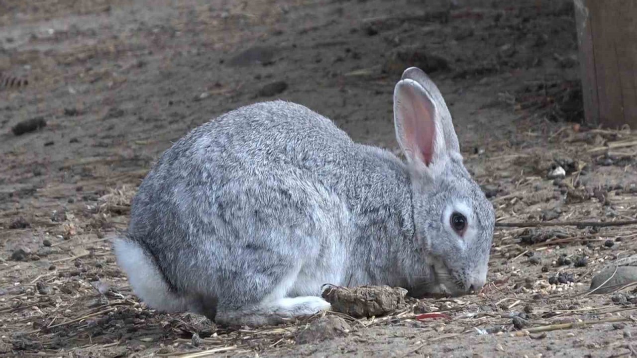 Doğa Eğitim Merkezi’nde çocuklar hem hayvanları hem doğayı tanıyor