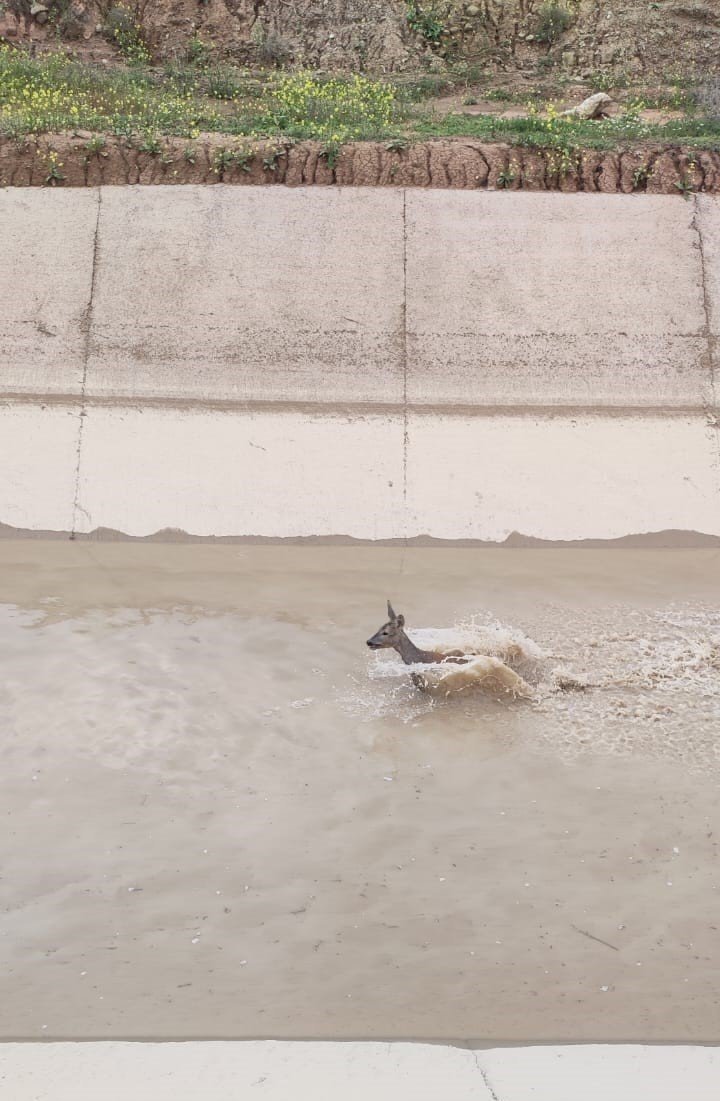 Sulama kanalına düşen yavru geyiği itfaiye kurtardı