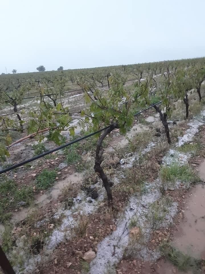 Dolu yağışı üzüm bağlarını vurdu