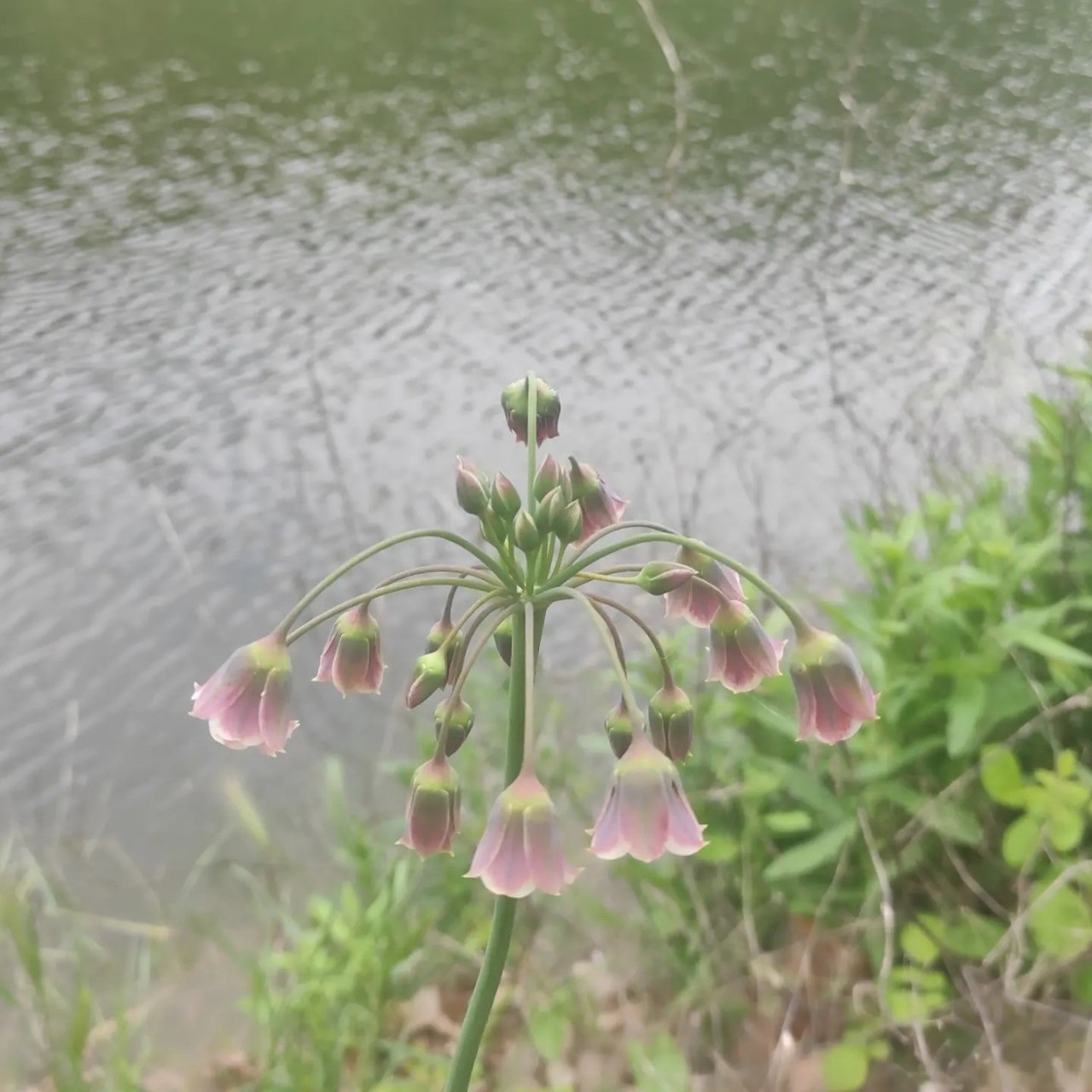 Doğa Tanıtım ve Biyolojik Çeşitlilik Gününde 12 kilometre yürüdüler