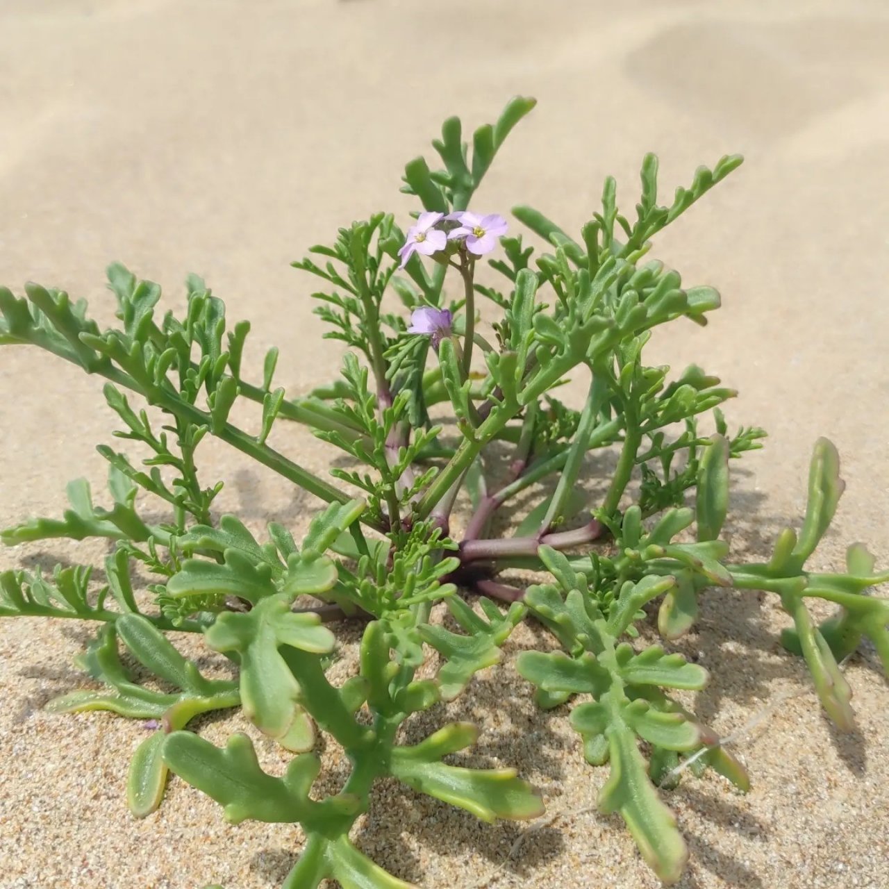 Doğa Tanıtım ve Biyolojik Çeşitlilik Gününde 12 kilometre yürüdüler