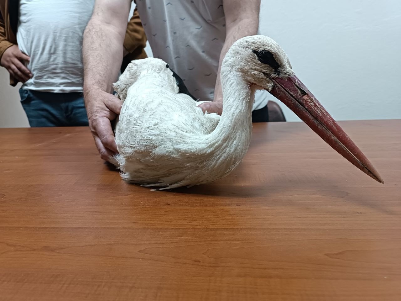 Yaralı halde bulunan leylek tedavi altına alındı