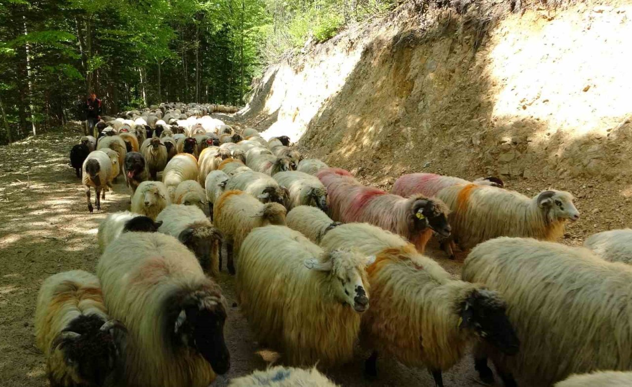 Sürülerin yaylalara zorlu göç yolculuğu başladı