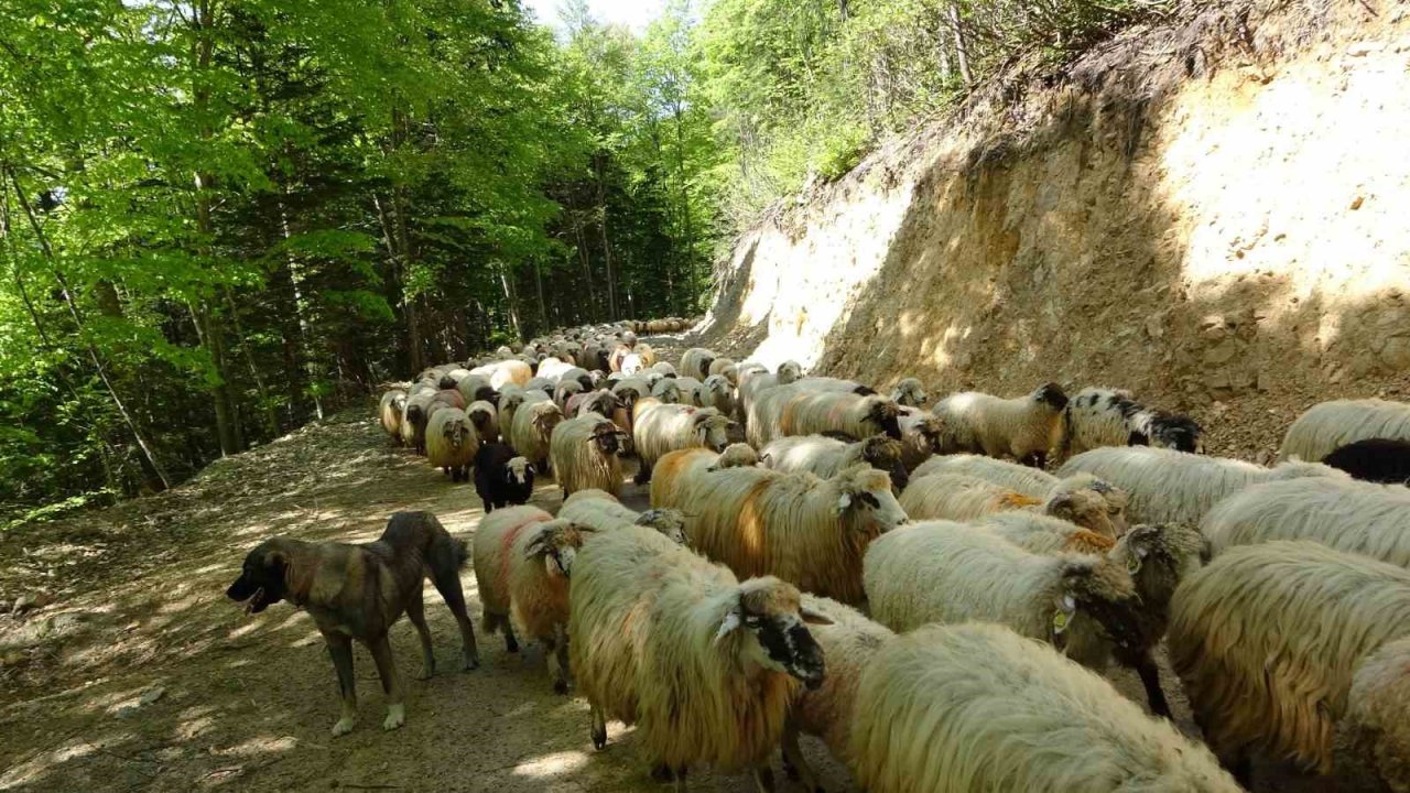 Sürülerin yaylalara zorlu göç yolculuğu başladı