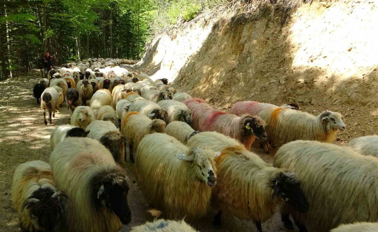 Sürülerin yaylalara zorlu göç yolculuğu başladı